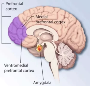 Diagram of the human brain highlighting the prefrontal cortex, medial prefrontal cortex, ventromedial prefrontal cortex, and amygdala.