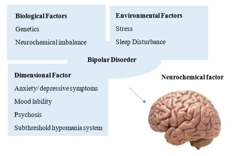Diagram outlining biological, environmental, and dimensional factors contributing to bipolar disorder with an image of a human brain.